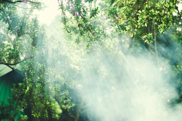 Sun shining in a forest,Hyogo,Japan